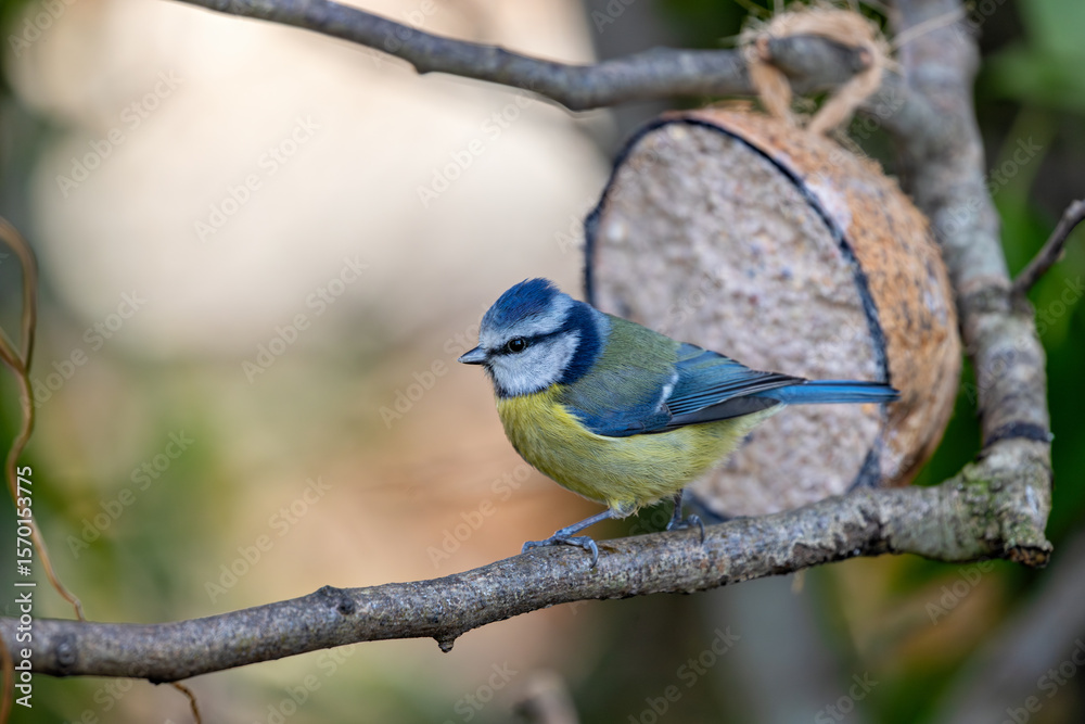 Blue Tit (Cyanistes caeruleus), common across Europe, spotted in Phoenix Park, Dublin. Blue Tit (Cyanistes caeruleus), common across Europe, spotted in Phoenix Park, Dublin.