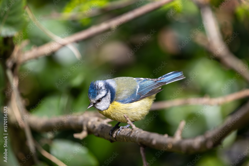 Obraz premium Blue Tit (Cyanistes caeruleus), common across Europe, spotted in Phoenix Park, Dublin.