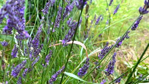 Tranquil lavender flowers swaying gently in the breeze