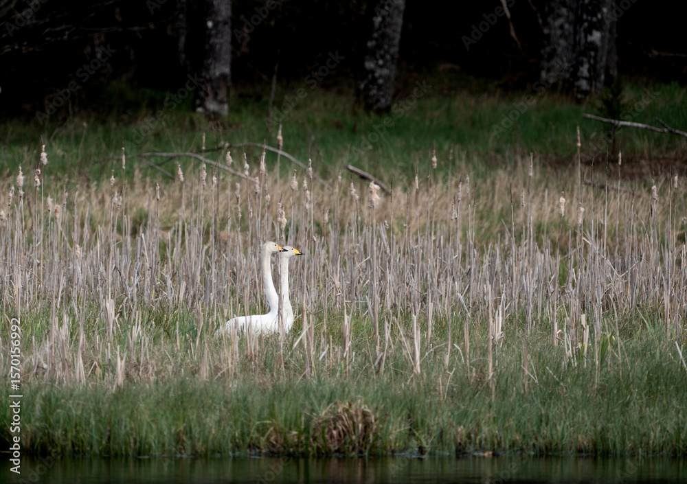 Φωτογραφία Pair of whooper swans (Cygnus cygnus) standing in tall grass and reeds near Stoc