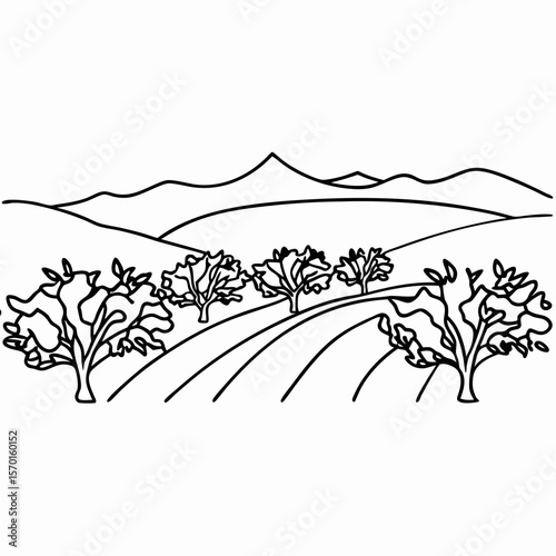 Illustration shows olive orchard with distant mountains, beautifully contoured in black lines, capturing scenic beauty.