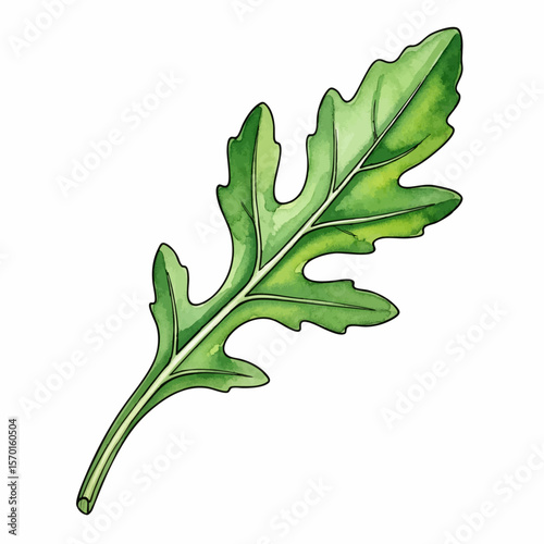 A Single Arugula Leaf