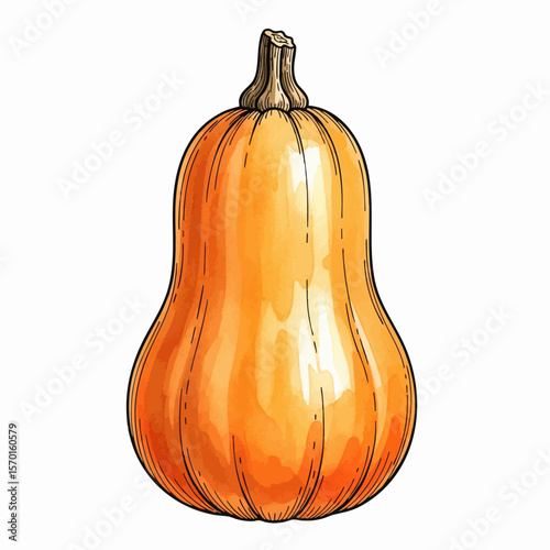 A Butternut Squash