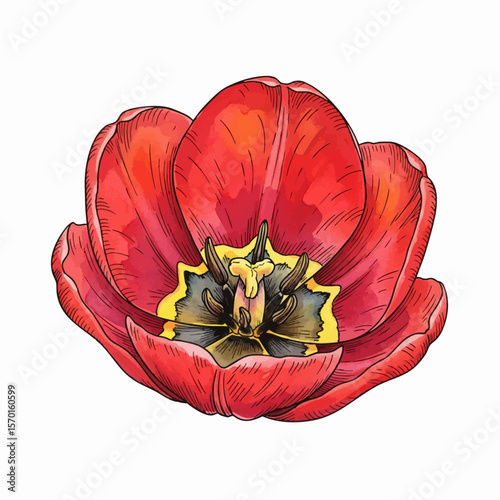 A Red Tulip Interior