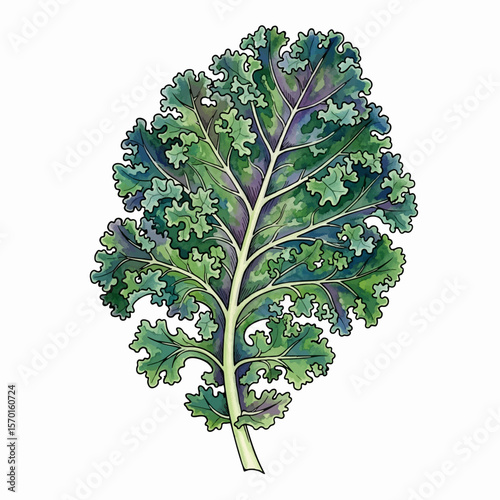 A Kale Leaf