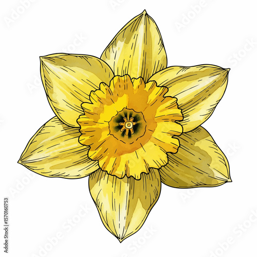 A Daffodil Trumpet
