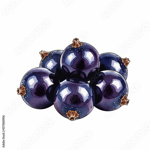 A Cluster of Black Currants