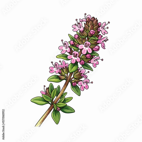 Flowering Thyme