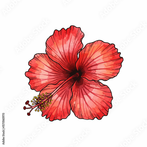 A Red Hibiscus