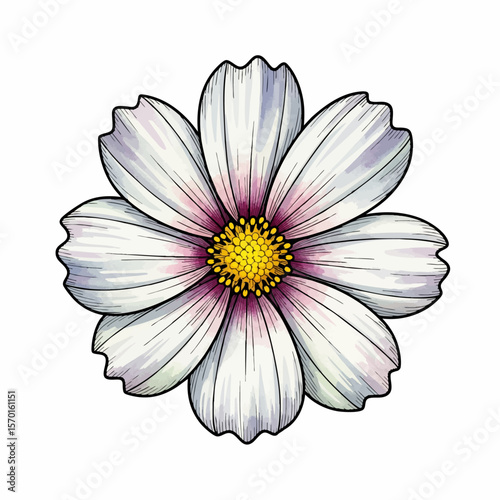 A White Cosmo Flower