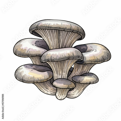 A Cluster of Oyster Mushrooms