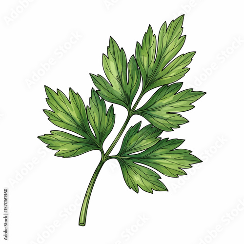 A Sprig of Lovage