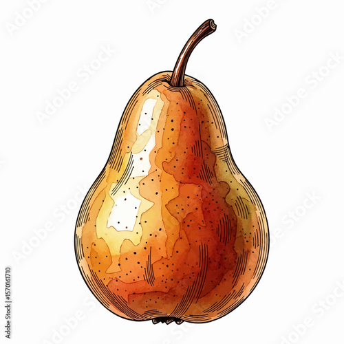 A Bosc Pear