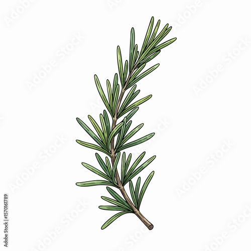 A Sprig of Rosemary