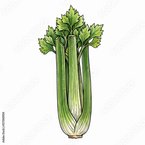 A Stalk of Celery