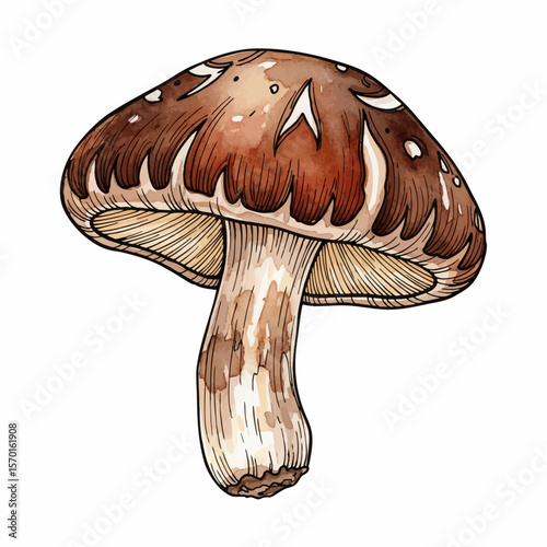 A Shiitake Mushroom