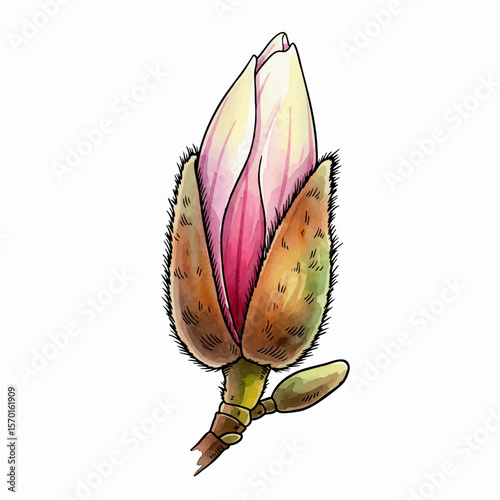 A Magnolia Bud