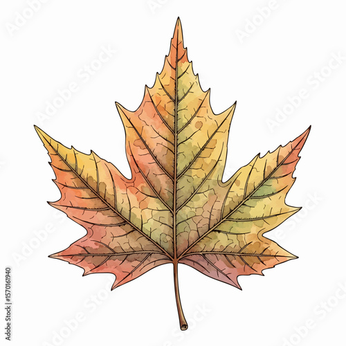 A Sycamore Leaf
