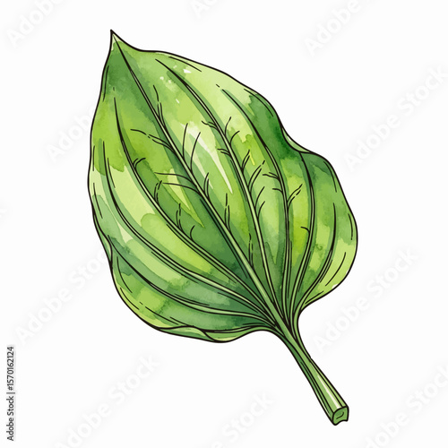 A Plantain Leaf