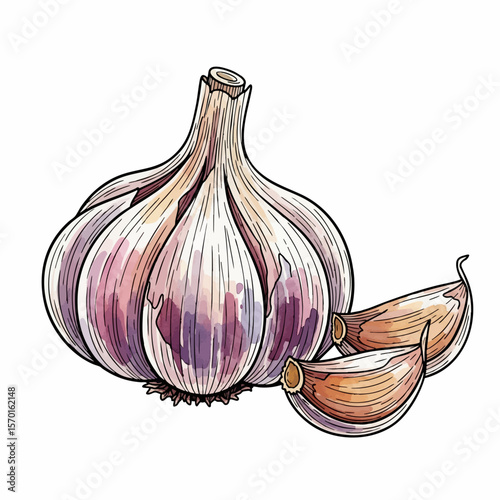 Garlic Head and Cloves