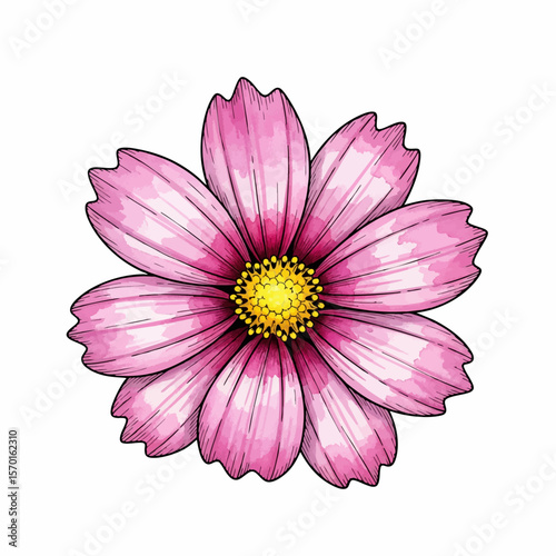 A Pink Cosmos Flower