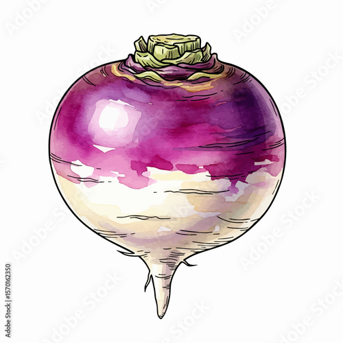 A Round Turnip