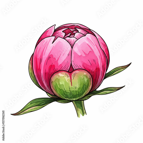 A Peony Bud