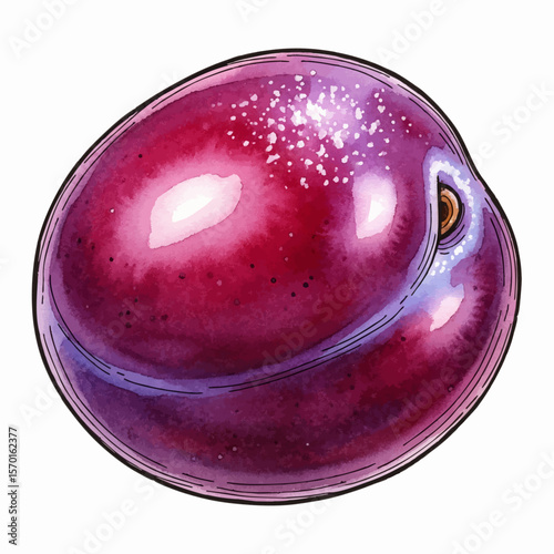 A Plump Plum