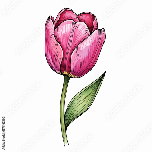 A Pink Tulip