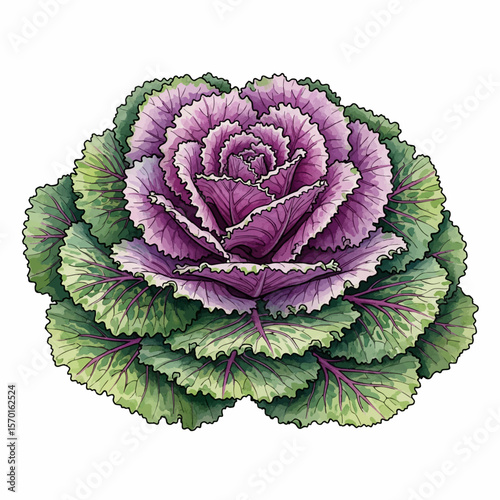 A Flowering Kale