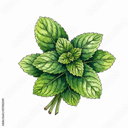 A Bunch of Mint Leaves