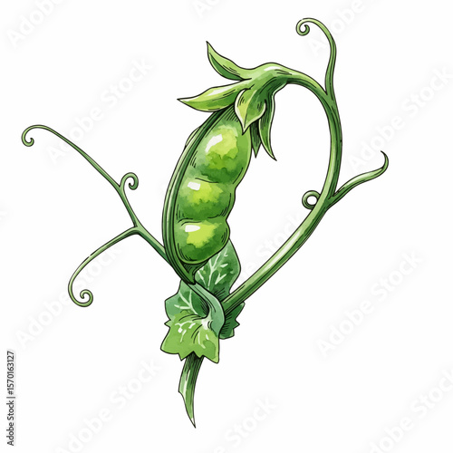 A Pea Plant Tendril