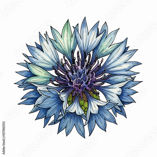 A Blue Bachelor's Button