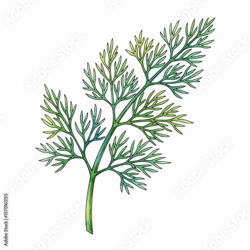 A Sprig of Dill