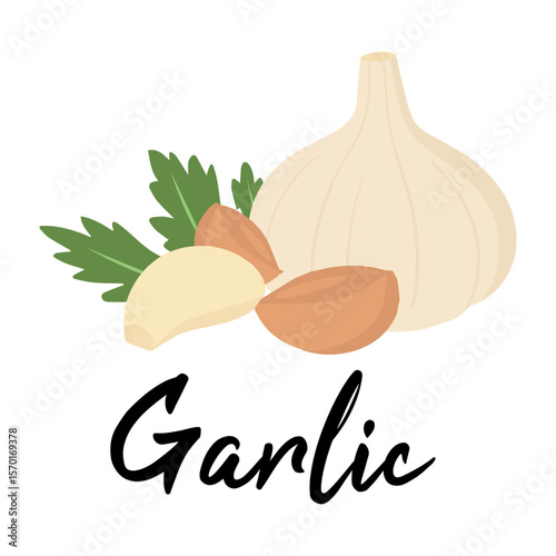 Organic Garlic Bulb and Cloves Isolated on White Background – Fresh Natural Vegetable