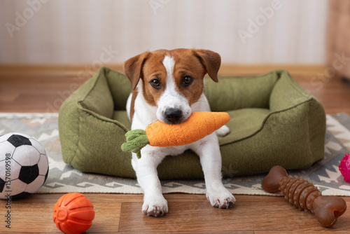 Cute Jack Russell Terrier dog sitting in a green dog bed and holding a plush carrot toy in its mouth
