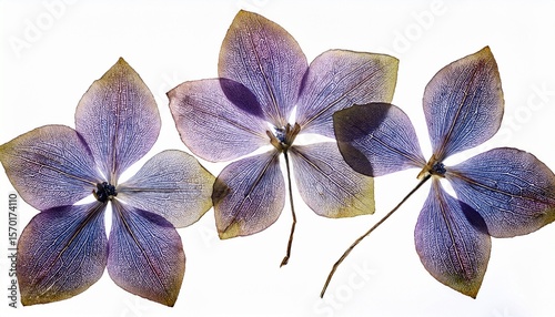 real pressed a hortensia flowers pressed dried white background