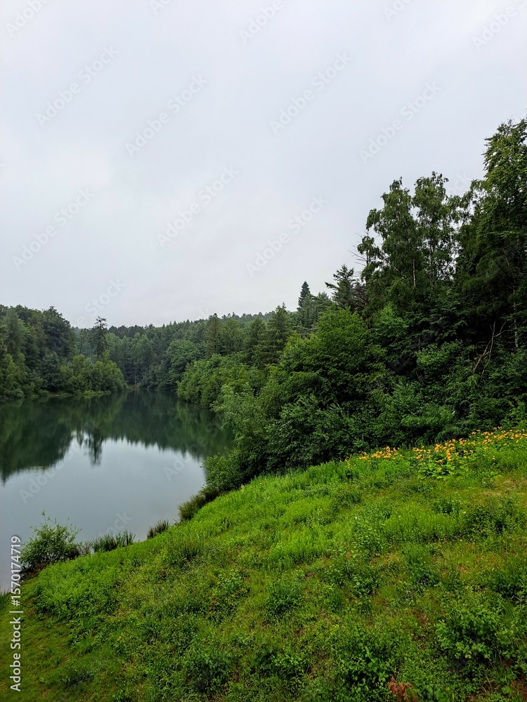 Fototapeta premium river in the forest. In cloudy weather with a cloudy sky.