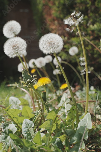 Dandelions in the grass