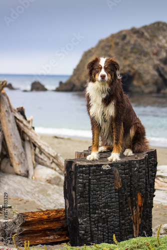 Beach Dog