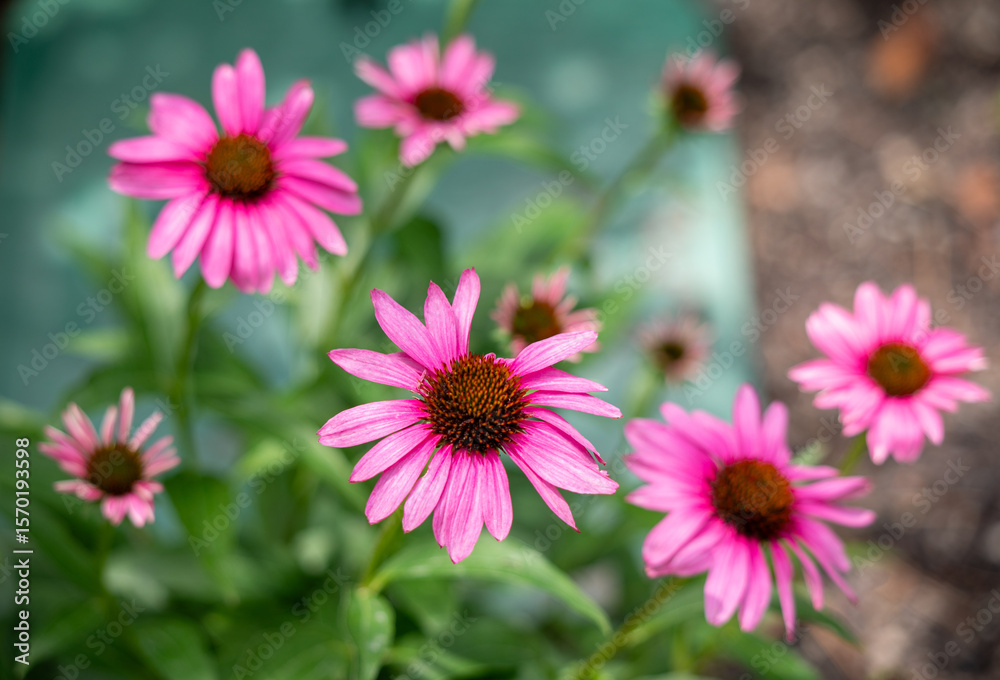 Fototapeta premium Pink cosmos flowers bunch close up