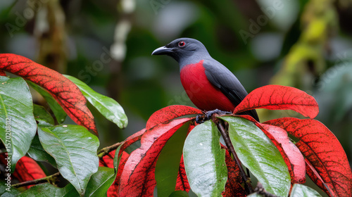 A colorful bird with a red belly and gray back is perched on a branch with vibrant red and green leaves. Nature, wildlife, bird, foliage, color contrast