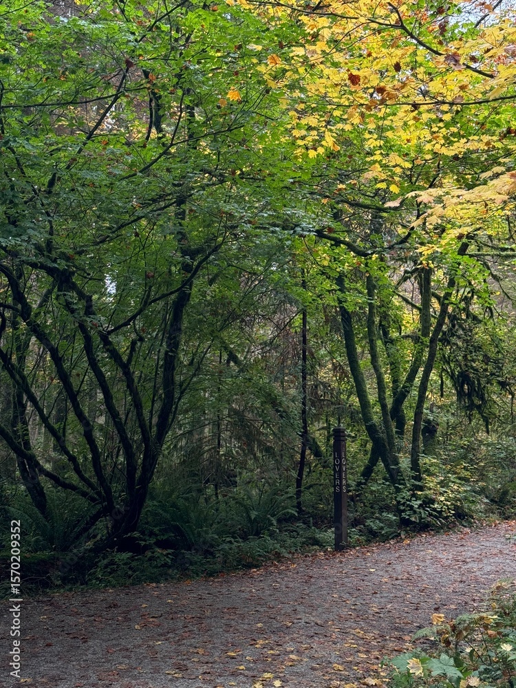 Fototapeta premium path in autumn forest