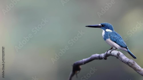 Wallpaper Mural Blue Kingfisher (Alcedo coerulescens) Perched on Branch Torontodigital.ca