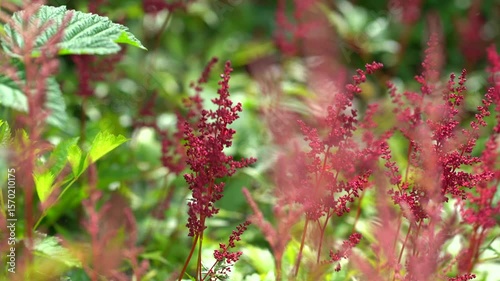 Stunning red flowers bloom vibrantly in the lush green grass, creating a beautiful contrast. This enchanting footage captures the charm of nature's colors and the serenity of the field