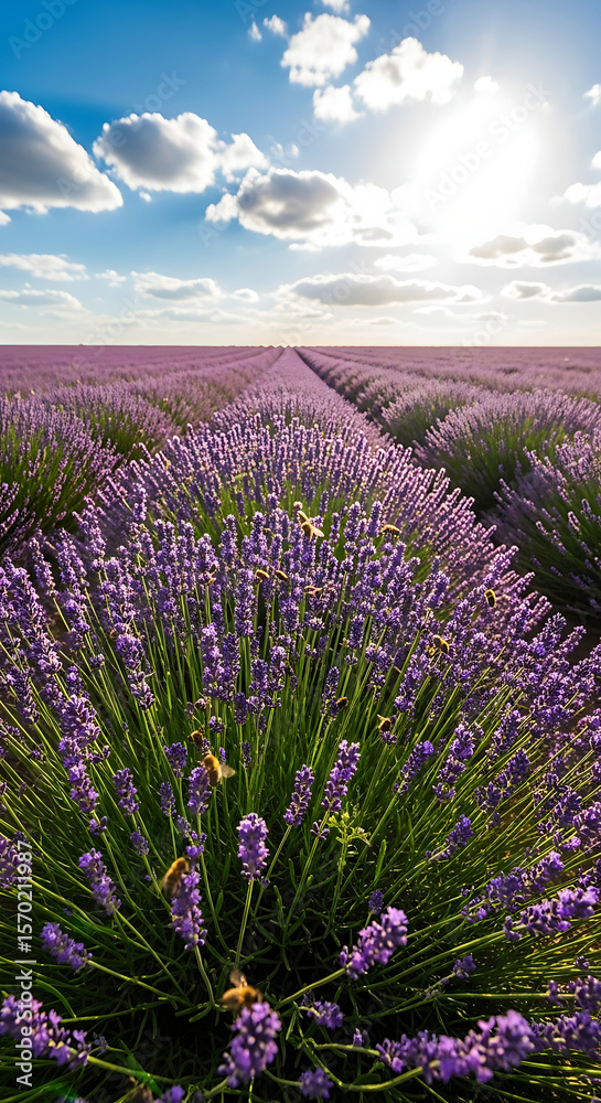 Obraz premium Lavender field in full bloom, with bees flying, on a sunny summer day.