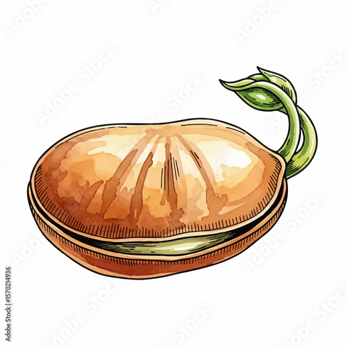 Sprouting Lima Bean