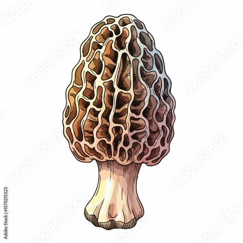 Proud Morel