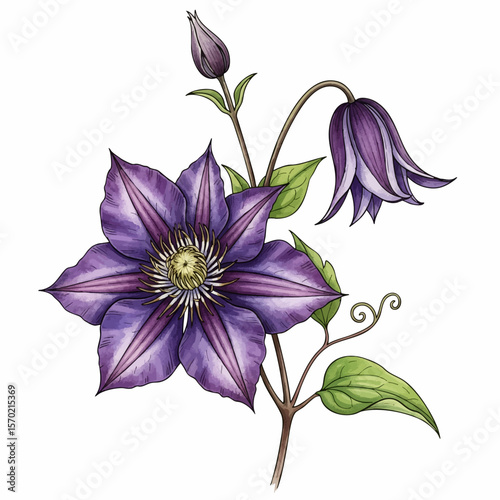 Clematis Bloom and Bud