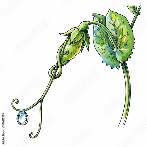 Tendril with Dewdrop